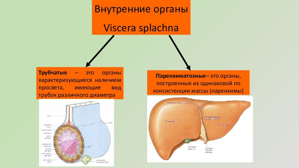 Паренхиматозные органы это. Трубчатые внутренние органы. Орган. Трубчатые и паренхиматозные органы. Паренхиматозные органы пищеварительной системы.