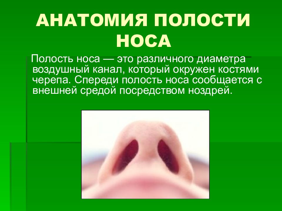 Переносица носа. Полость носа сообщается. Полость носа сообщается с окружающей средой посредством. Полость носа сообщается с полостью глотки посредством. Респираторная часть носа.