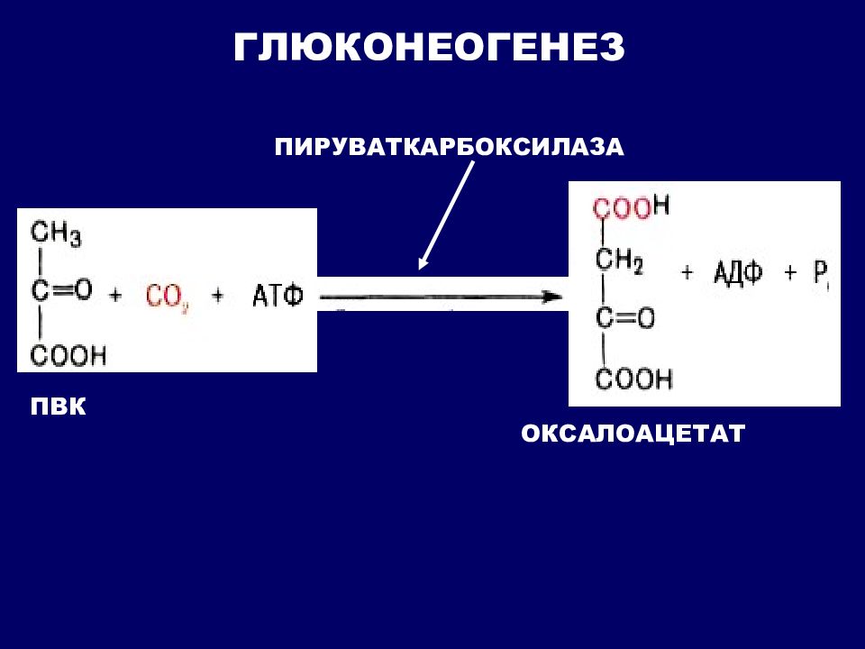 Пировиноградная кислота сколько атф. Пируваткарбоксилаза в гликолизе. Цикл кори глюконеогенез. Пируваткарбоксилаза глюконеогенез. Глюконеогенез биохимия пируваткарбоксилаза.
