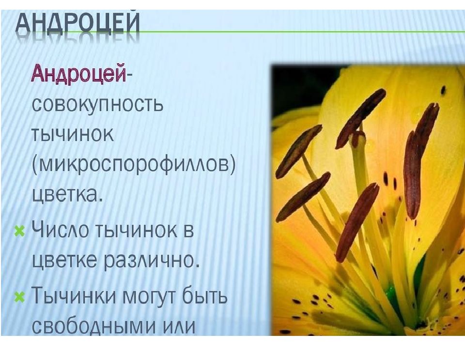 типы андроцеев и геницеев