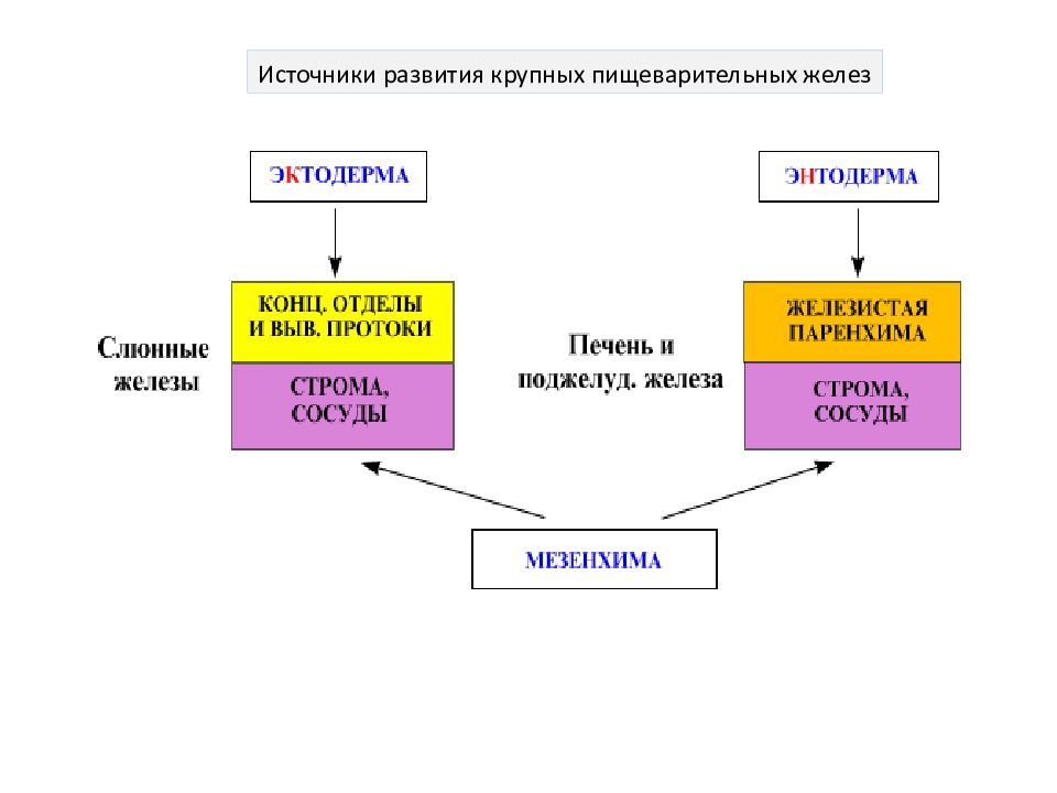 Развитие железа. Источники развития пищеварительной системы гистология. Источники развития крупных слюнных желез. Источники развития пищеварительной трубки. Эмбриональные источники развития крупных слюнных желез.