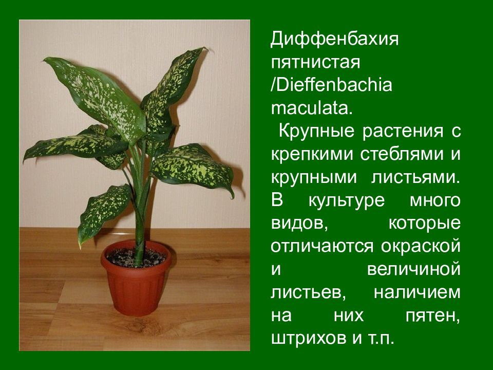 Описание цветка диффенбахия. Диффенбахия Ароидные. Монстера Диффенбахия. Растения семейство Ароидные Диффенбахия. Диффенбахия Азалия монстера.