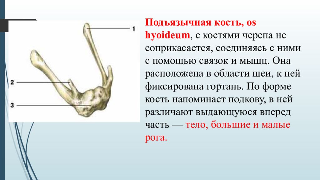 Подъязычная кость. Подъязычная кость анатомия функции. Подъязычная кость Тип кости. Подъязычная кость вид спереди. Строение черепа подъязычная кость.