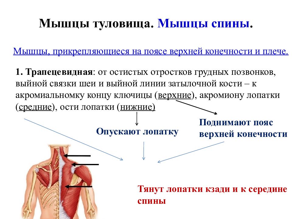 Укажите функции мышечной системы. Мышцы туловища конечностей и их прикрепление. Мышцы, прикрепляющиеся на поясе верхней конечности и плече. Анатомия прикрепления мышц.