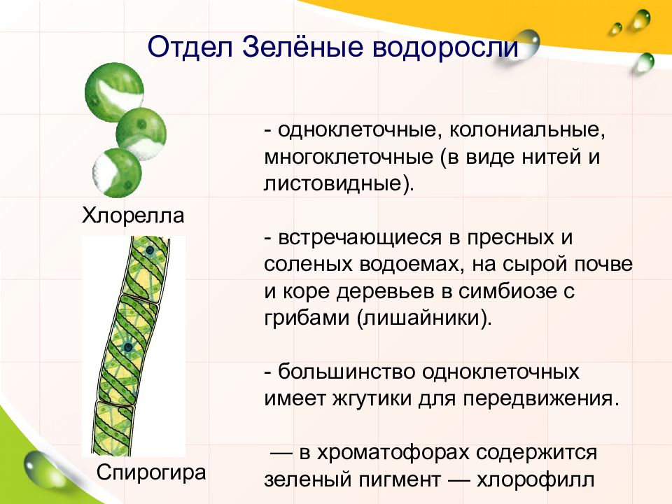 Многоклеточные водоросли состоят из большого числа. Хара многоклеточная зеленая водоросль. Отдел зеленые водоросли классы. Водоросли строение многоклеточных зеленых водорослей. Водоросли 7 класс представители одноклеточных.