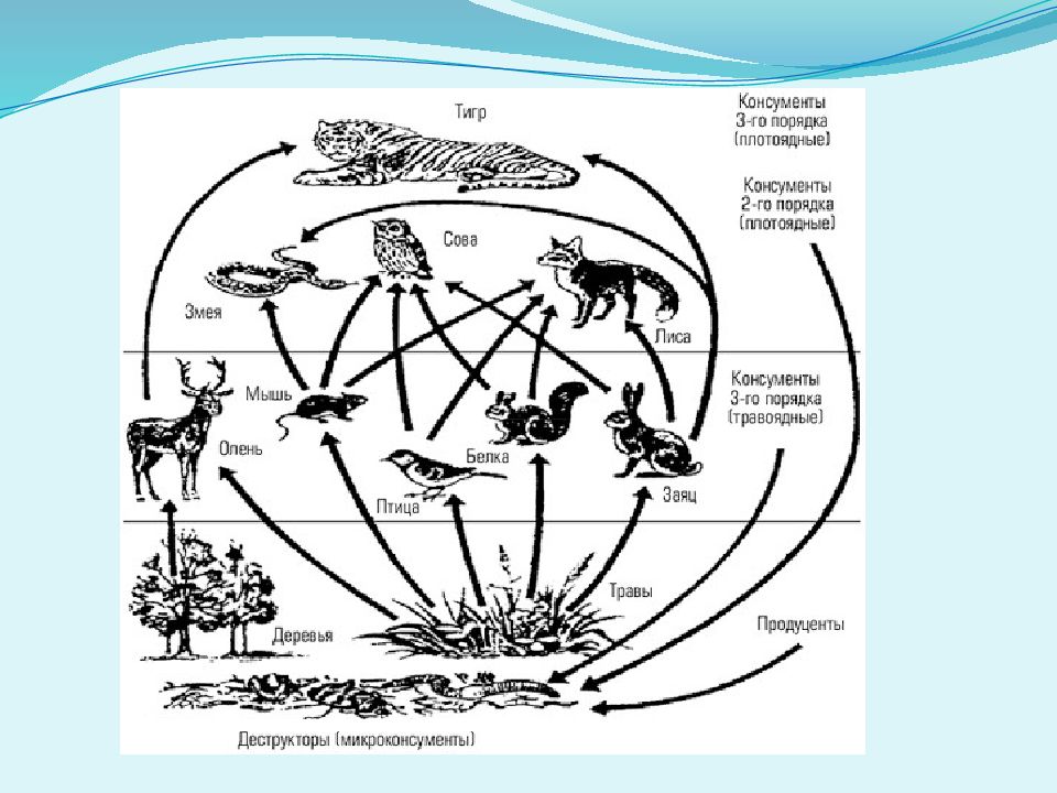 Продуценты консументы редуценты схема пищевая цепь