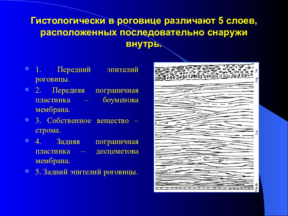 Слои роговицы схема