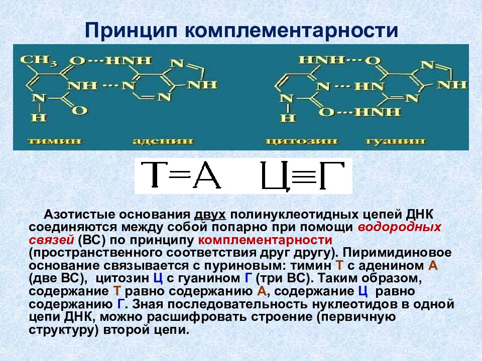 Презентация по химии на тему нуклеиновые кислоты