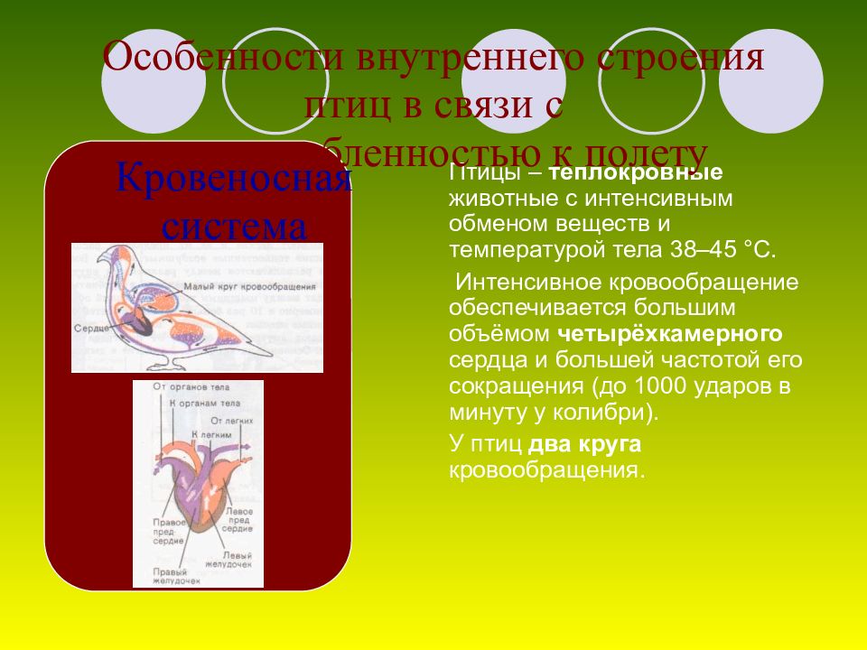 Обмен веществ у теплокровных