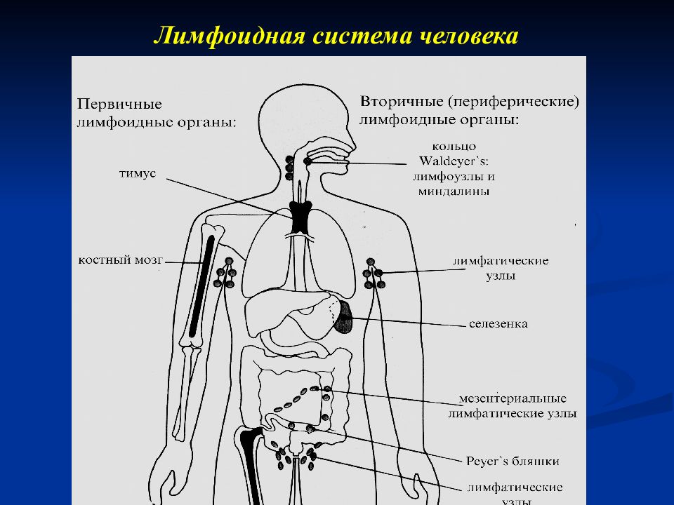 Лимфоидная ткань органы. Схема строения лимфоидной системы человека. Вторичные лимфоидные органы функции. Первичные органы лимфоидной системы. Лимфоидные органы и органы иммуногенеза.
