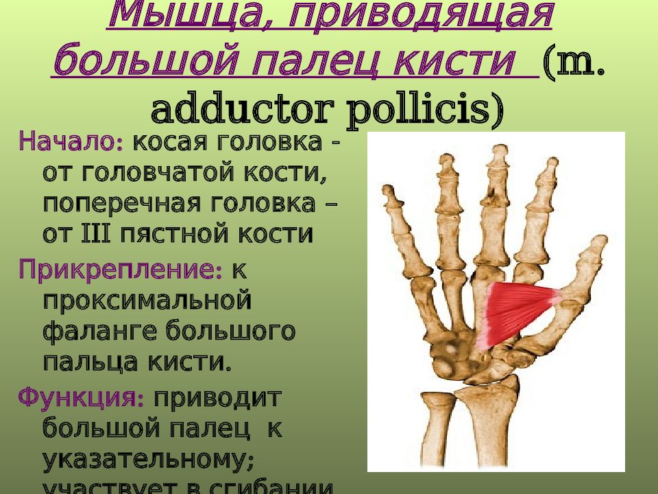 Основная фаланга. Головчатая кость.