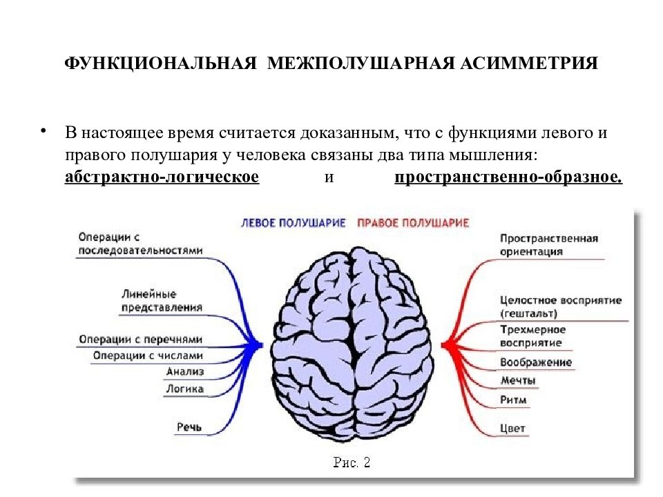Функции полушарий мозга кратко. Межполушарная асимметрия мозга. Функциональная асимметрия полушарий головного мозга. Левое и правое полушарие мозга. Функции левого полушария головного мозга.
