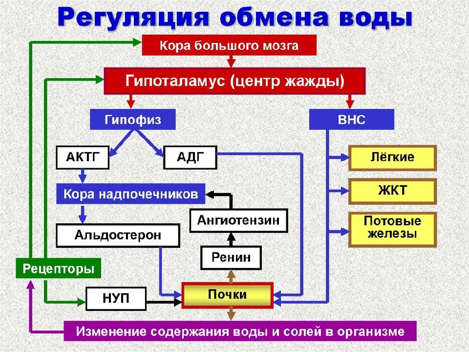 Обмен воды в организме схема