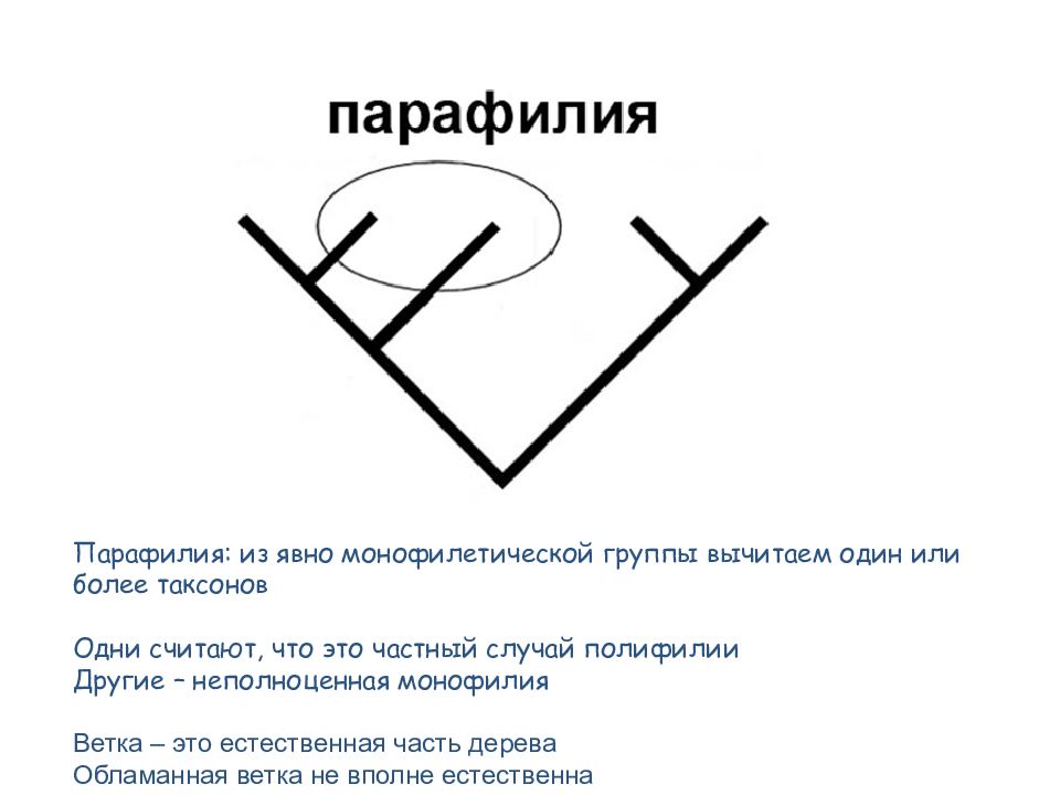 Парафилия. Монофилетическая и парафилетическая группа. Монофилия и полифилия. Парафилия это в психологии.