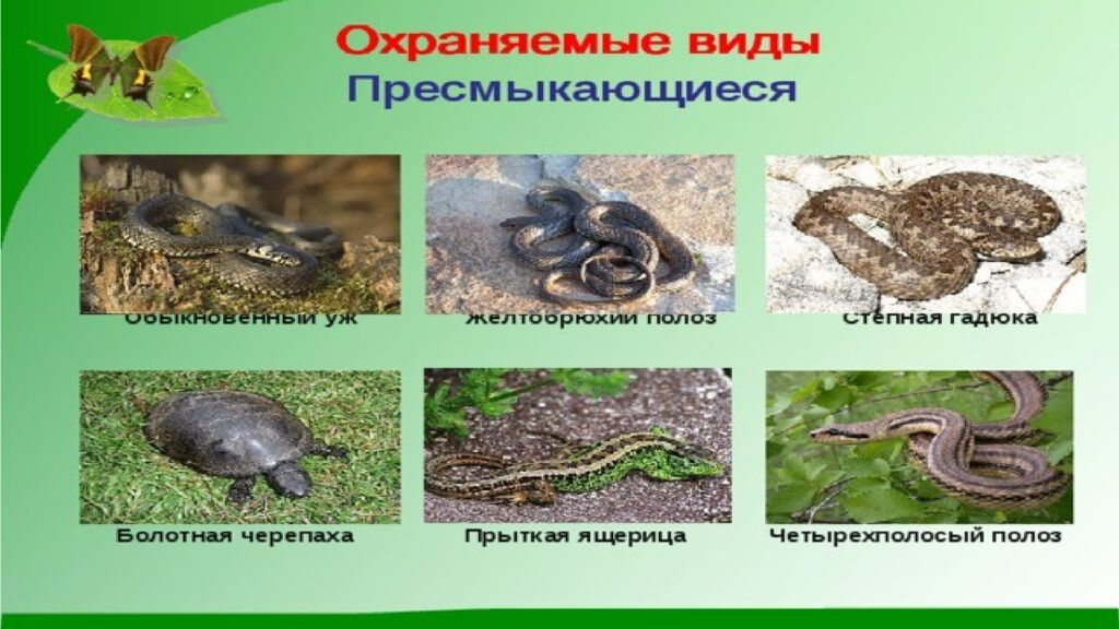 Общая характеристика пресмыкающихся