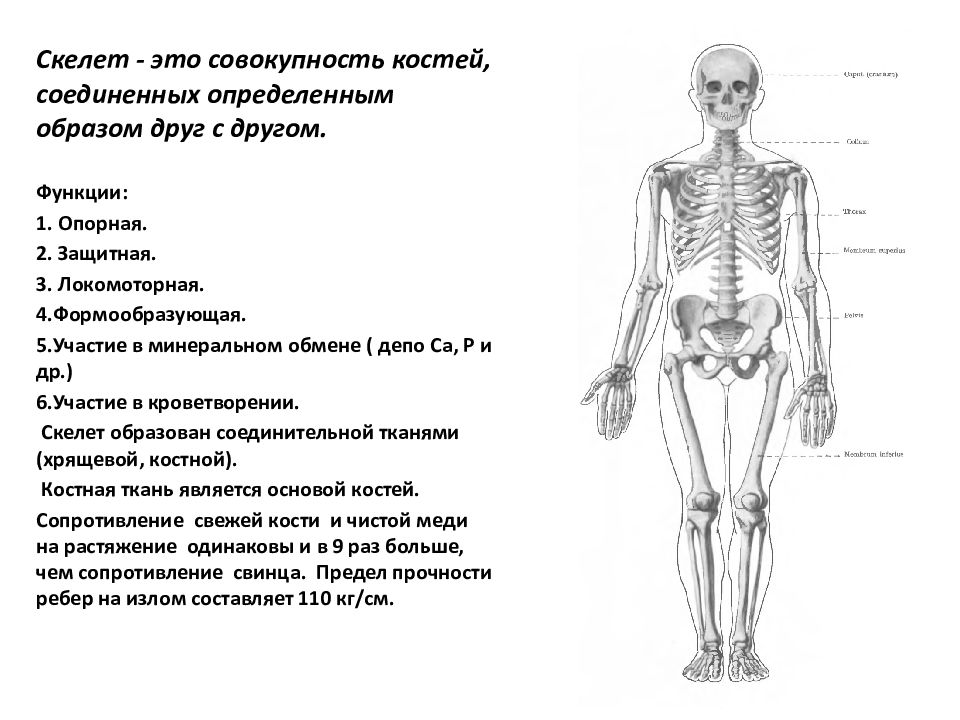 Остеология. Остеология скелет. Остеология лекция анатомия. Остеология строение костей. Остеология названия всех костей.