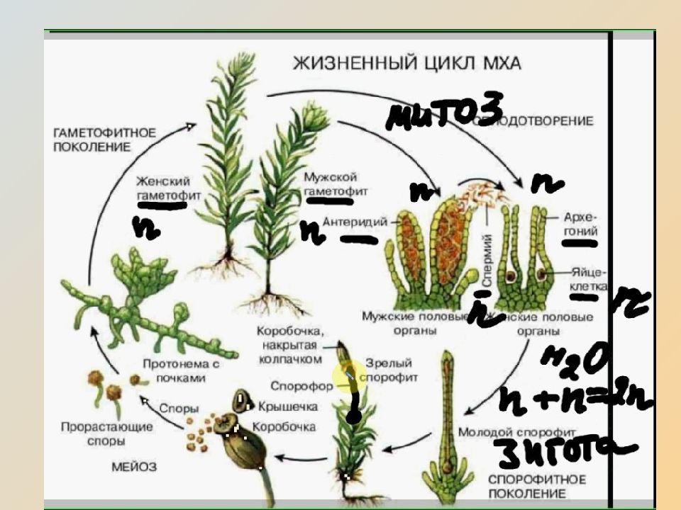 Жизненный цикл растений. Жизненный цикл мха. Циклы растений водоросли. Цикл развития мха.