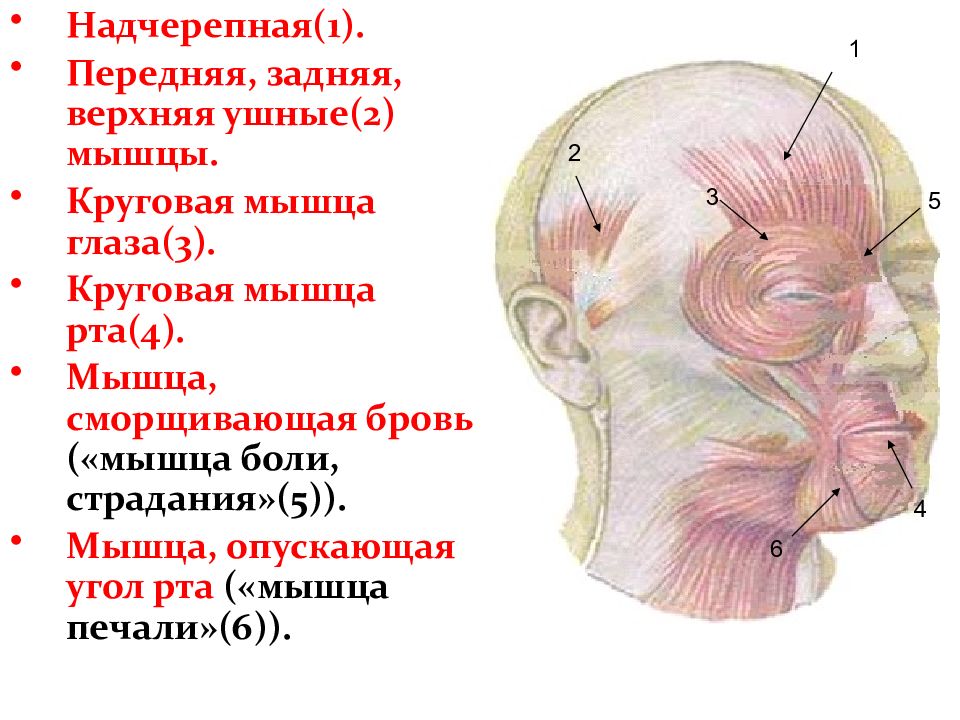 Подзатылочные мышцы головы