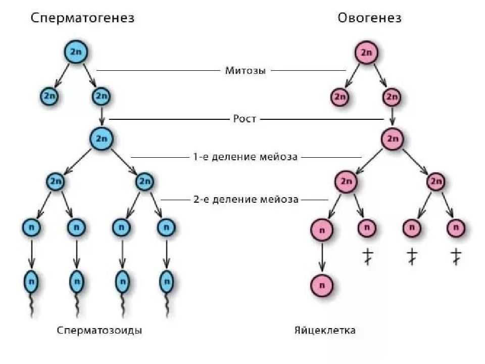 Схема образования половых клеток