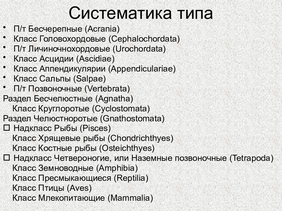 Хордовые систематическое положение. Систематика. Систематика Тип класс. Класс Головохордовые систематика. Систематика асцидии.