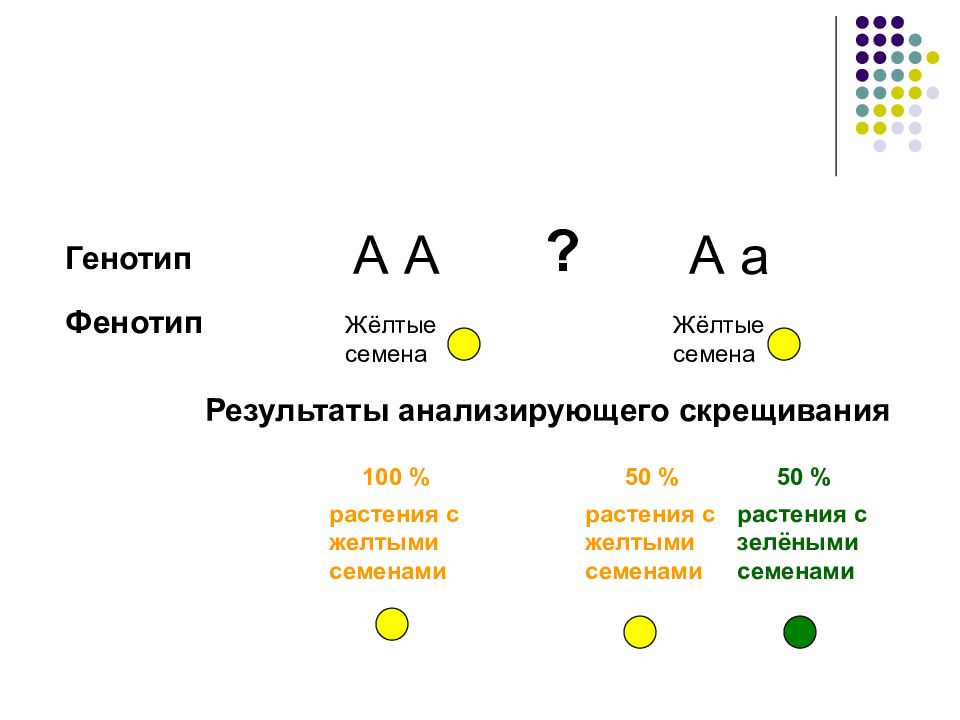 Генотип дегеніміз. Схема скрещивания 3 закона Менделя. Анализирующее скрещивание фенотип. Генотип пример. Фенотип примеры.