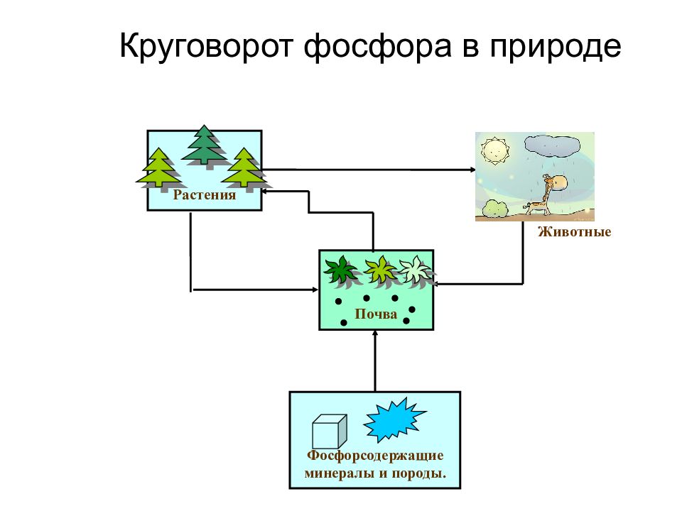 Круговорот фосфора в биосфере рисунок