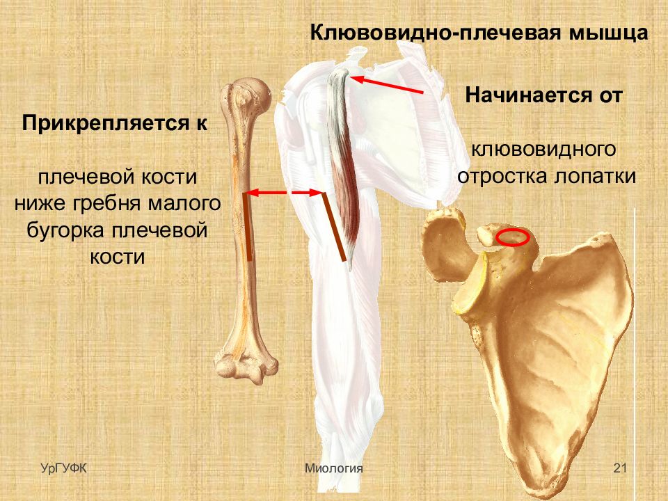 Прикреплены к костям. Клювовидно плечевая кость. Малый гребень бугорка плечевой кости. Клювовидно плечевая мышца крепление. Клювовидно-плечевая мышца начало прикрепление функции.