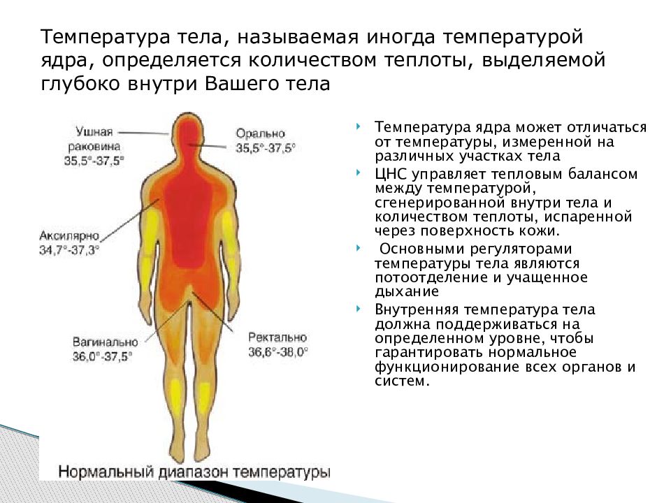 Области тела человека температура. Температура тела. Температура человека. Температура тела человке. Изменение температуры у человека.