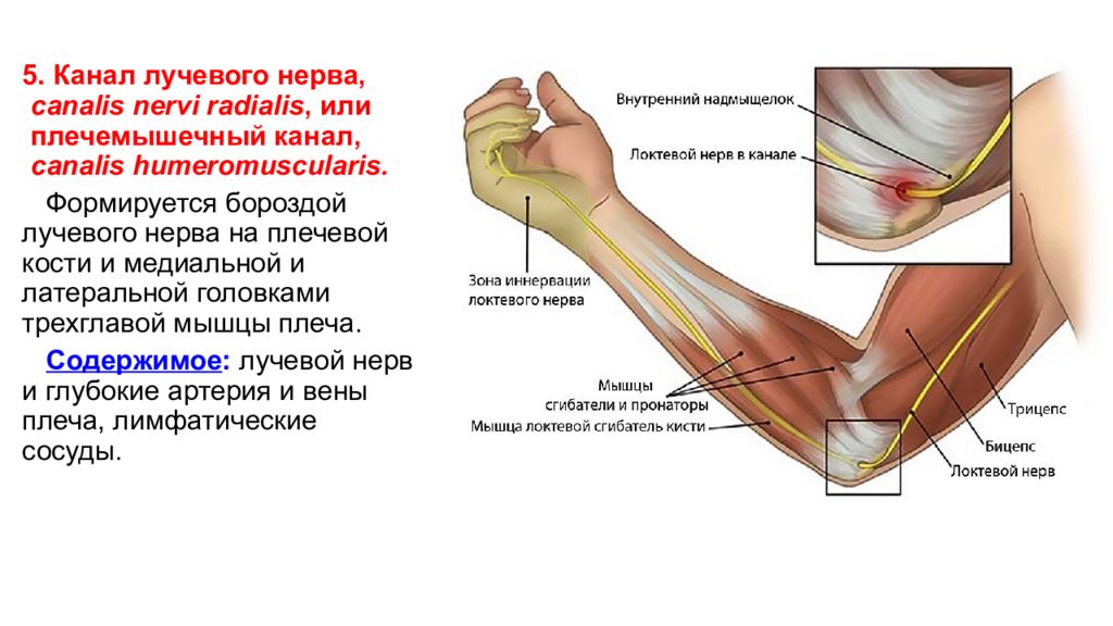 Где проходит канал. Канал лучевого нерва. Плечемышечный канал лучевого нерва. Канал лучевого нерва анатомия топография. Плече-мышечный канал образован.