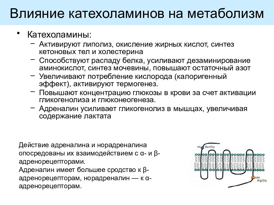 Адреналин обмен веществ