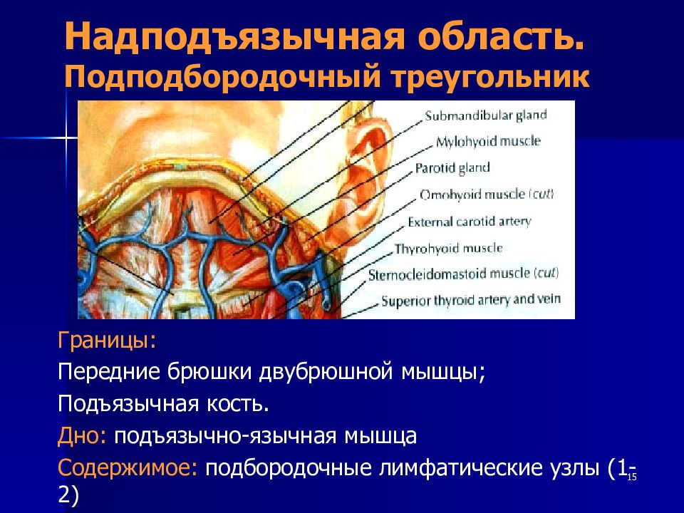 Всеобъемлющий изъять подъязычный призвание. Надподъязычная область. Топография надподъязычной области. Над под язычная область. Подподбородочный лимфоузел.