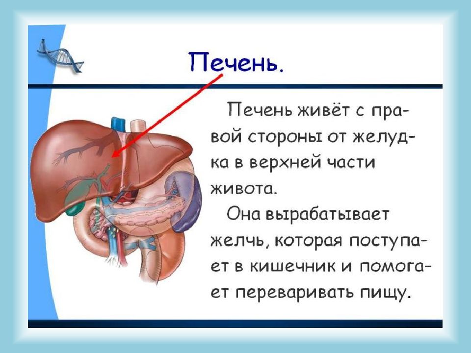 Презентация по человеку и миру 3 класс