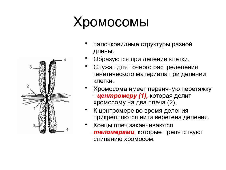 Ядрышко хромосомы