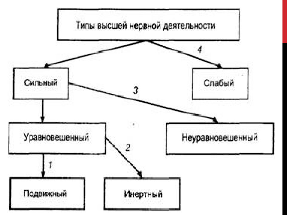 Типы высшей нервной деятельности человека презентация