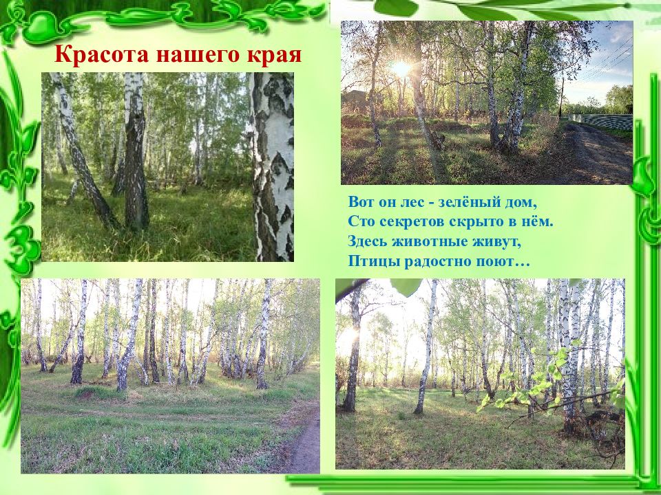 Красота нашего края. Лес зеленое наследие родного края. Социальный проект красота родного края. Вот он лес.