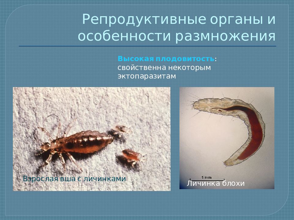 Приспособления паразитических червей к паразитическому образу. Паразитический образ жизни характерен для. Адаптация животных к паразитам. Эктопаразиты биологические адаптации. Адаптация особенности размножения.