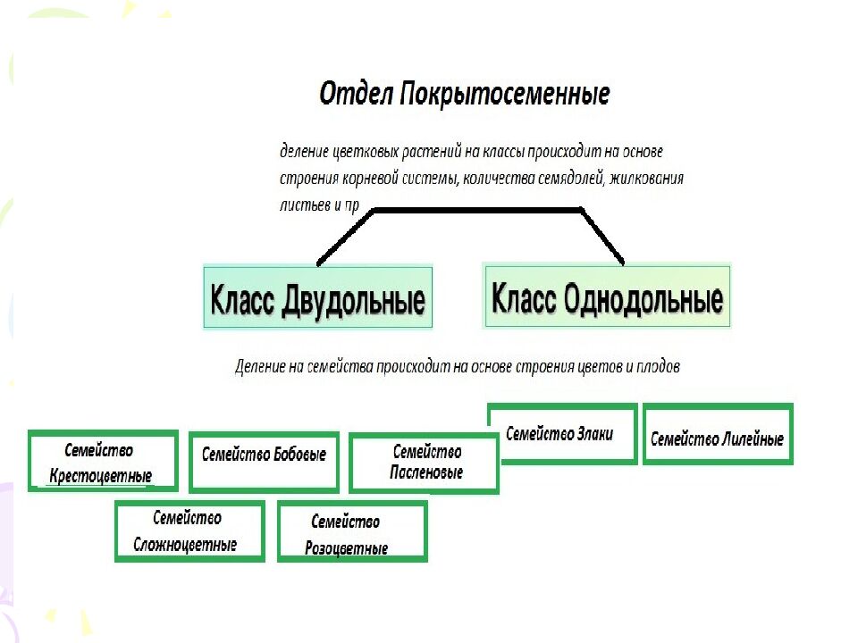 На какие царства разделяют в настоящее время все известные организмы?