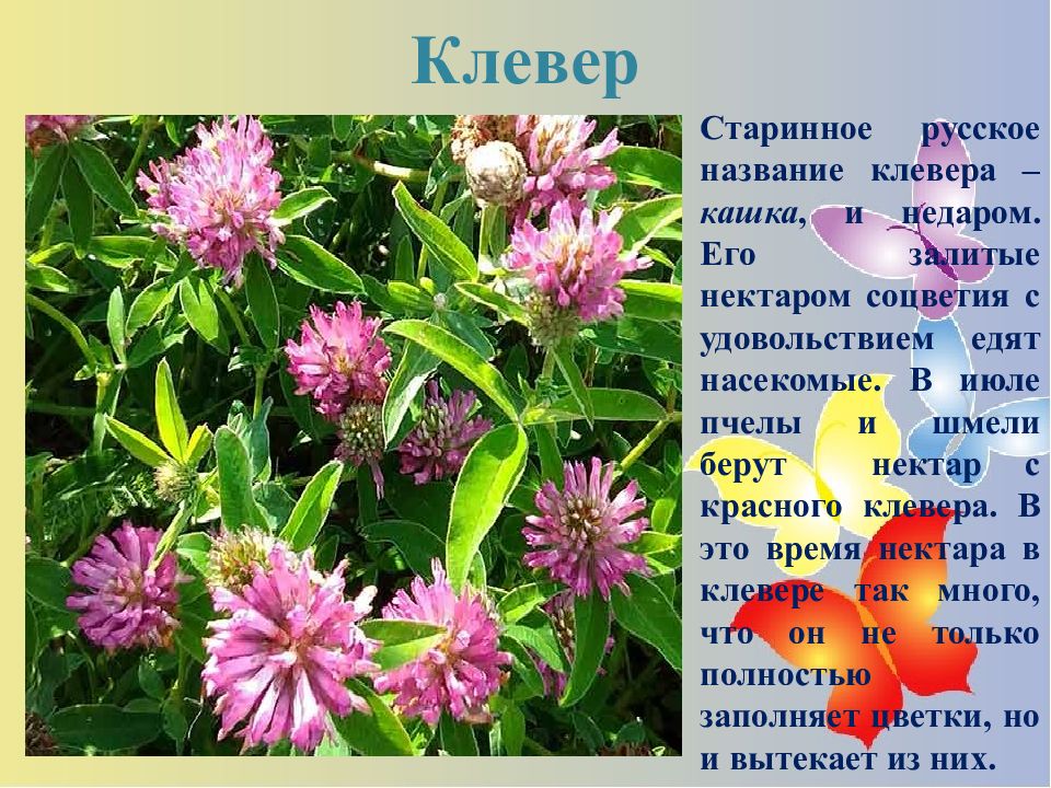 Как в народе называли говорливую. Клевер пчелиная кашка. Соцветие клевера. Клевер красный соцветие. Кашка цветок.