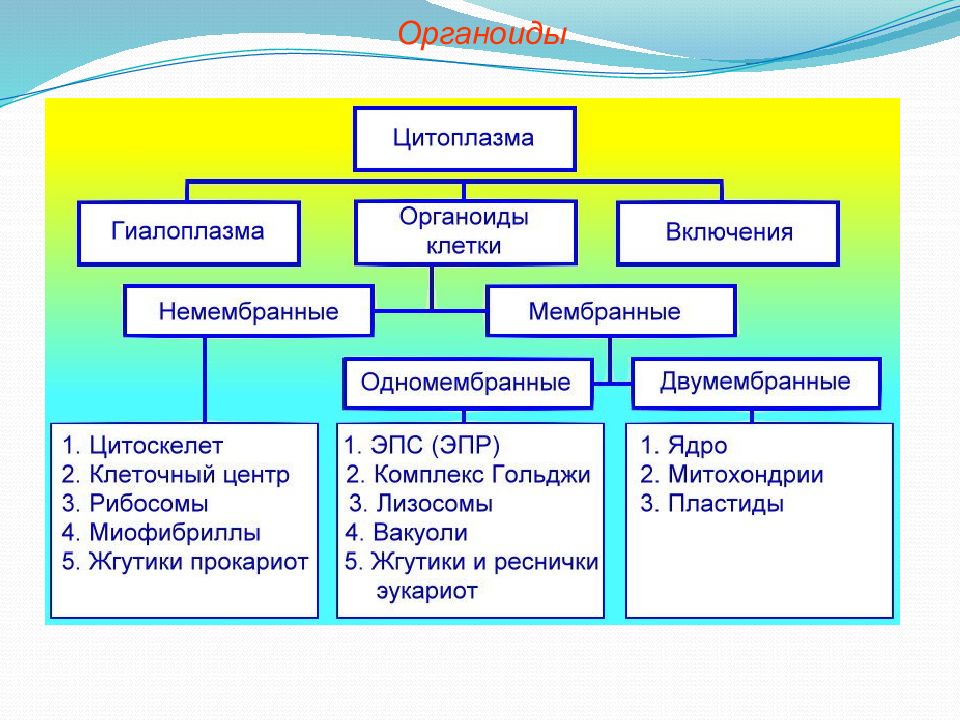 Строение клетки классификация