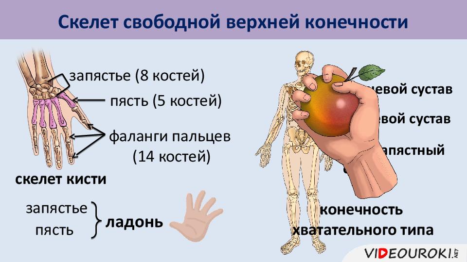 Скелет верхних конечностей млекопитающих. Кости нижней конечности строение. Скелет верхних и нижних конечностей презентация. Тип соединения скелета верхних конечностей. Строение скелетов поясов у млекопитающих.