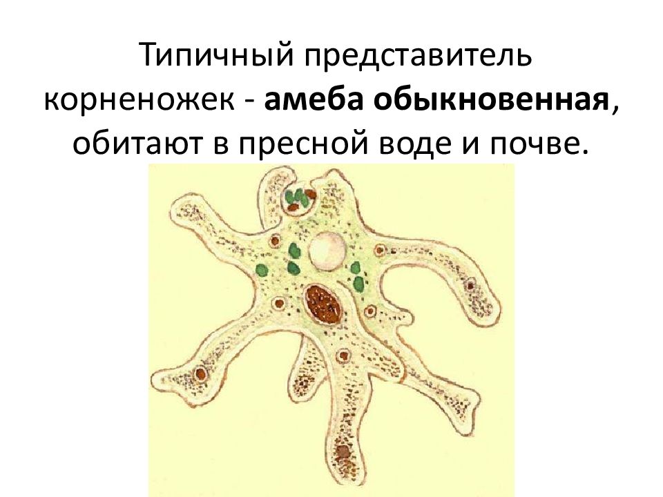 Какой тип питания характерен для амебы обыкновенной изображенной на рисунке 1