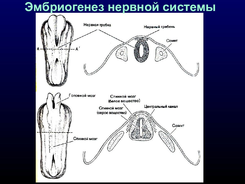 Нервная трубка. Эмбриогенез нервной системы. Нервная трубка эмбриогенез. Нервный гребень эмбриогенез. Нервная система нервная трубка.