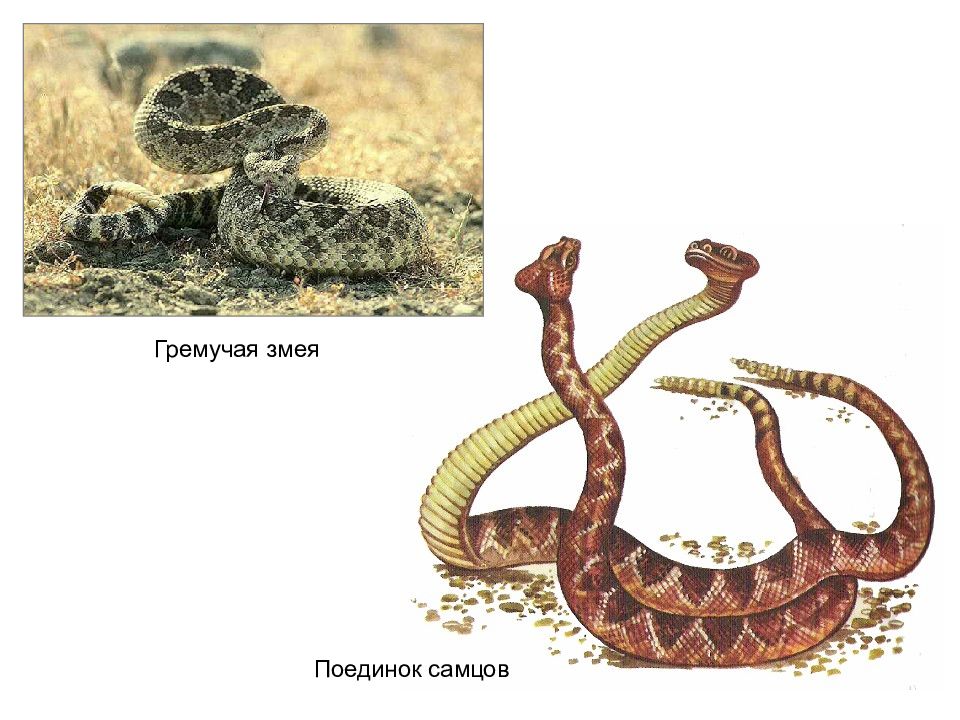 Развитие пресмыкающихся схема