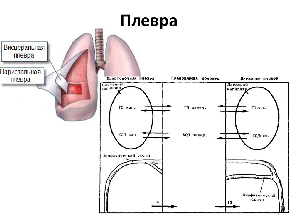 Девичья плевра фото