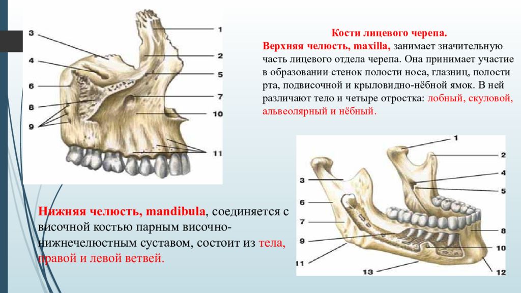 Анатомия верхней и нижней челюсти