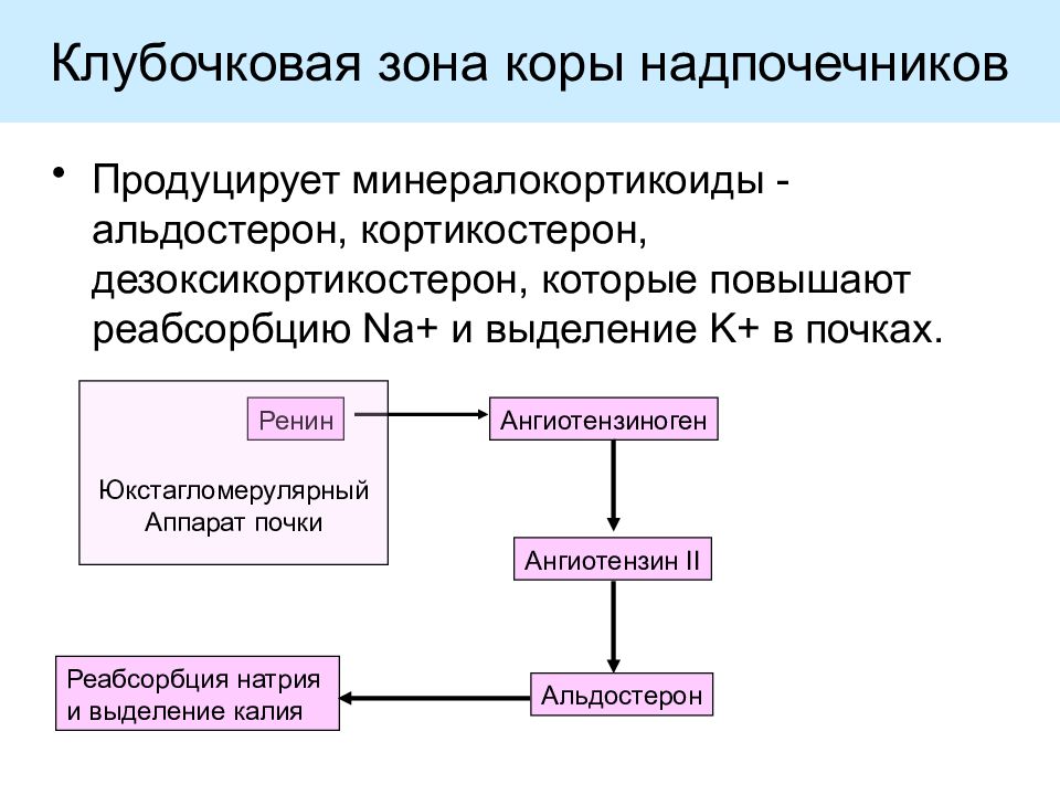 Гормон клубочковой зоны надпочечников