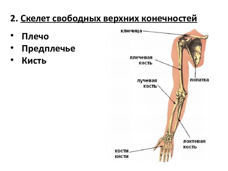 Строение скелета человека предплечье