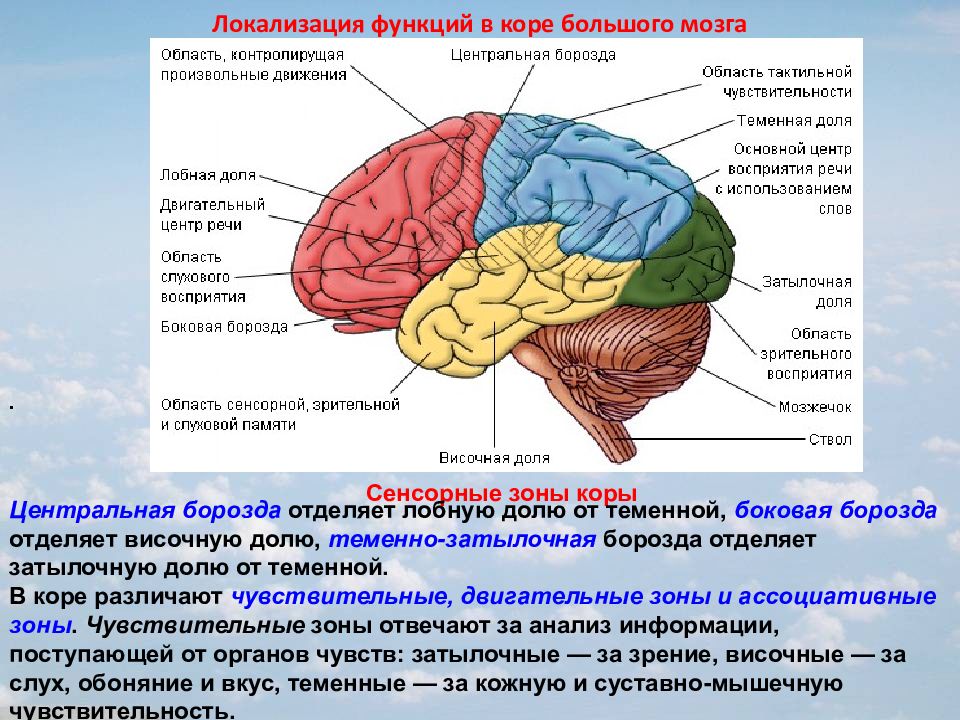 Какой цифрой на рисунке обозначена доля коры отвечающая за зрительное восприятие