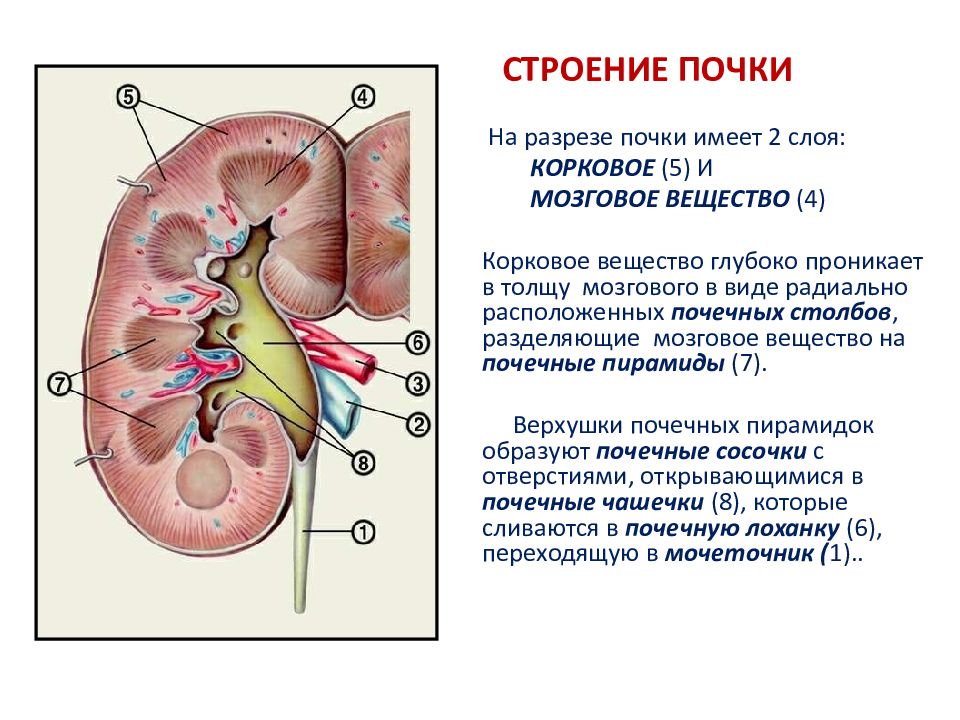 Строение работы почек. Анатомическое образование почки. Почки вид сбоку. Схема строения почки. Внутреннее строение почки анатомия.