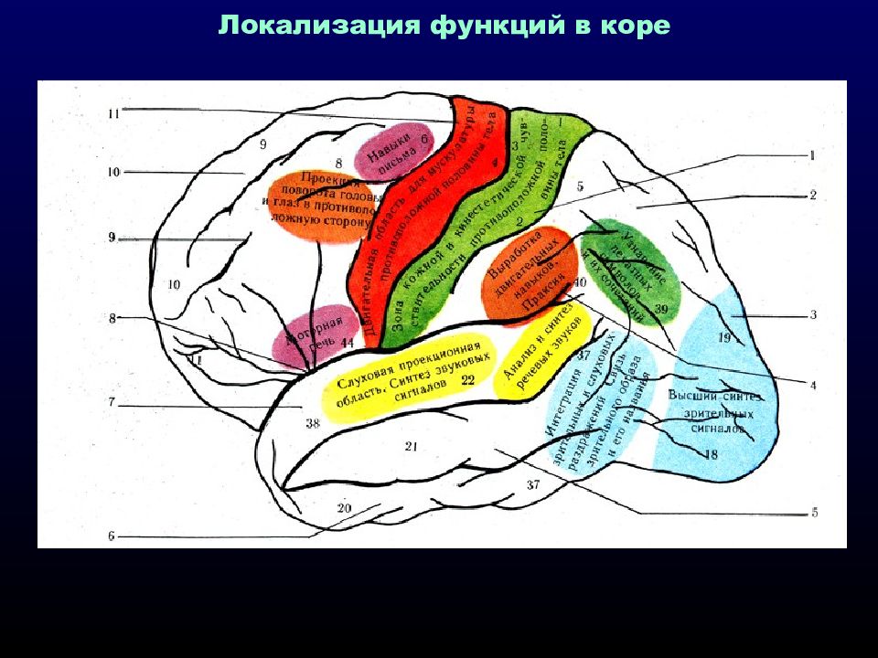 Локализация функций головного. Локализация функций в коре полушарий мозга. Локализация функций в коре. Локализация функций в коре большого мозга. Локализация зон коры больших полушарий.